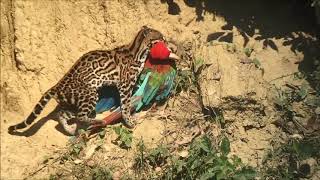 Blanquillo Macaw Lick in Manu  Birds of Peru [upl. by Hallvard]