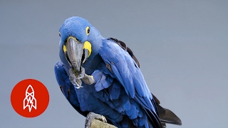 Meet the Biggest and Bluest Parrot in the World [upl. by Yacano]