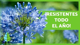 10 PLANTAS de EXTERIOR RESISTENTES al SOL y al FRÍO 🌼🌿 [upl. by Akcirahs463]