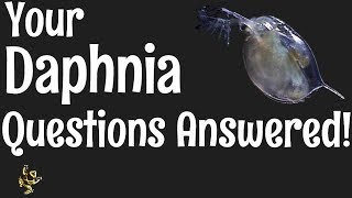 Daphnia Questions Answered [upl. by Sharos143]