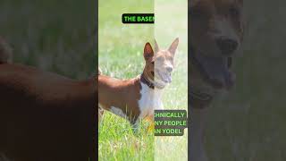 THE BASENJI BARKLESS DOG [upl. by Ahteres]