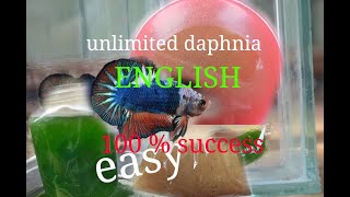 daphnia moina culture Easy way Unlimited production English  with sub Green water Chlorella [upl. by Albion510]