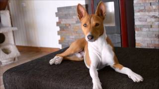 Deep conversation with a basenji [upl. by Silden125]