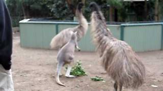 Kangaroo vs Emu FIGHT [upl. by Asir]