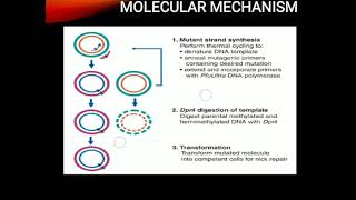 Site directed mutagenesis [upl. by Edita]