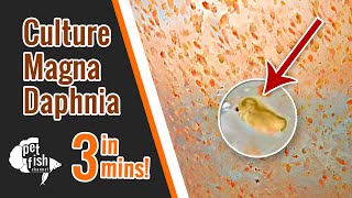 How to culture DAPHNIA MAGNA  The easy way [upl. by Merfe]