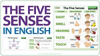 Five Senses in English  Sight Smell Hearing Taste Touch  Learn English Vocabulary [upl. by Nwonknu]