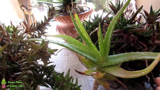 How to prune dead leaves from Aloe Plants [upl. by Cozza17]