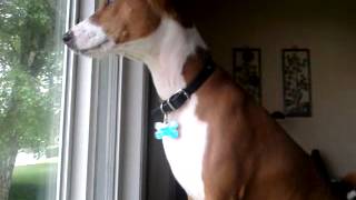 Basenji Bark [upl. by Cheffetz]