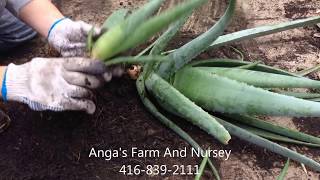 How to plant Aloe Vera [upl. by Severn]