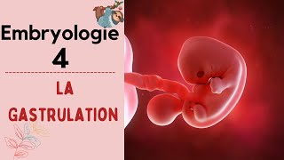 Embryologie  La Gastrulation   2020  شرح بالدارجة [upl. by Leodora825]