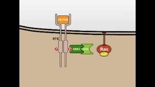 The MAP Kinase MAPK signalling pathway [upl. by Aienahs]