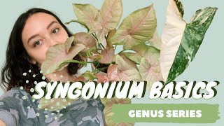 SYNGONIUM CARE  COLLECTION  arrowhead vine houseplant genus series [upl. by Issy]