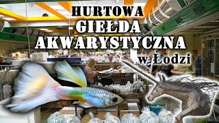 HURTOWA Giełda Akwarystyczna w Łodzi [upl. by Enomrej969]