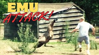 Emu Attack Man vs Bird  Watch the Crazy Chase with this Deadly Animal Nature Gone Wild [upl. by Miun]