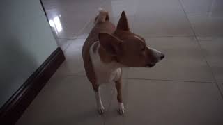 Basenji Howl [upl. by Nivre]