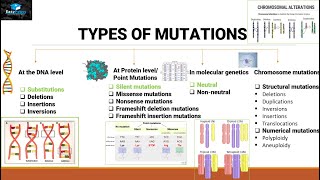 Mutations And Types Of Mutations [upl. by Hafital]