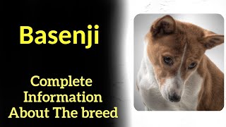 Basenji Pros and Cons Price How to choose Facts Care History [upl. by Swagerty]