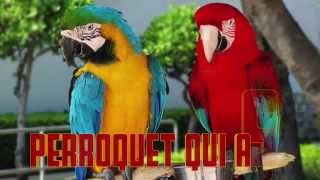 PERROQUET qui ASE Parrot sound  Cri du perroquet  Verso del pappagallo [upl. by Cobbie624]