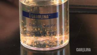 How to Care for Daphnia [upl. by Stokes]