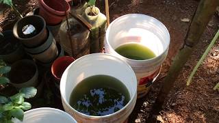 How to grow Green Water Algae [upl. by Davita]