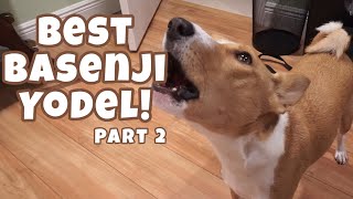 Best Basenji Yodel Ever Part 2 [upl. by Jae]