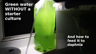 Green Water WITHOUT a Starter Culture  From Scratch  How To [upl. by Felise]