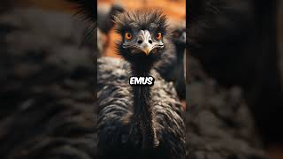 The Great Emu War [upl. by Aleda]