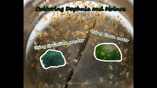 How To Culture Daphnia and Moinas using Green Water Spirulina powder [upl. by Magdaia]