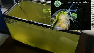 Raising Daphnia for the Freshwater Aquarium [upl. by Hannaj]