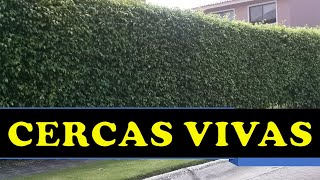 CERCAS VIVAS PARA JARDIN FINCAS Y MAS [upl. by Jit]