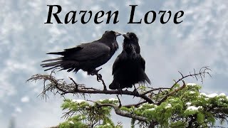 Raven Love  Common Ravens Courtship [upl. by Torosian]