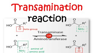 Transamination reaction mechanism [upl. by Arelc863]