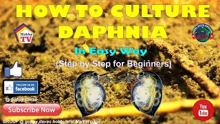 HOW TO CULTURE DAPHNIA In Easy Way [upl. by Sykes]