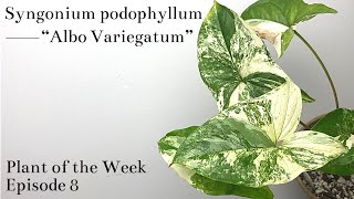 How To Care For Syngonium podophyllum “Albo Variegatum”  Plant Of The Week Ep 8 [upl. by Ahseyk382]