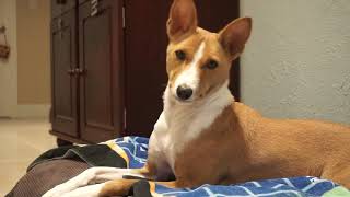 Cute Basenji Yodel [upl. by Htiffirg323]